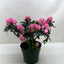 Azalea (Rhododendron)