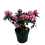 Azalea (Rhododendron)