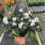 Azalea (Rhododendron)