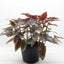 Begonia 'Corallina'