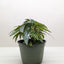 Begonia 'White Ice'