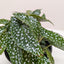 Begonia 'White Ice'