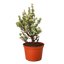 Bonsai Jade Dwarf Rainbow