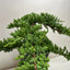 Bonsai Juniper