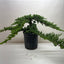 Bonsai Juniper