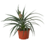 Bromeliad 'Yellow Pineapple' - 6" Pot