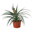 Bromeliad 'Yellow Pineapple' - 6" Pot