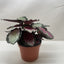 Calathea roseopicta 'Silvia'