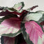 Calathea roseopicta 'Silvia'