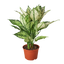 Chinese Evergreen 'First Diamond'