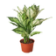 Chinese Evergreen 'First Diamond'