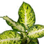 Dieffenbachia 'Amy'