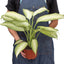 Dieffenbachia 'Camouflage' - Dumb Cane