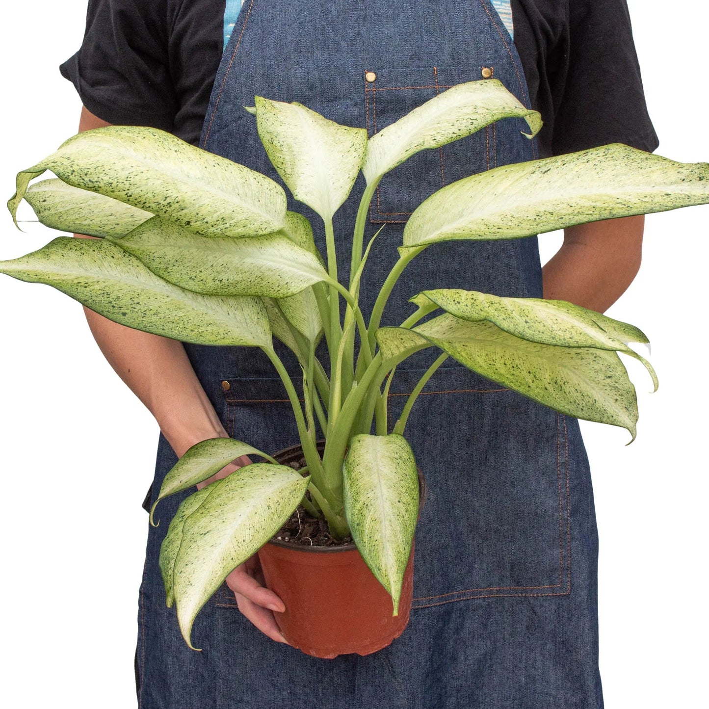 Dieffenbachia 'Camouflage' - Dumb Cane
