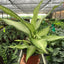 Dieffenbachia 'Camouflage' - Dumb Cane