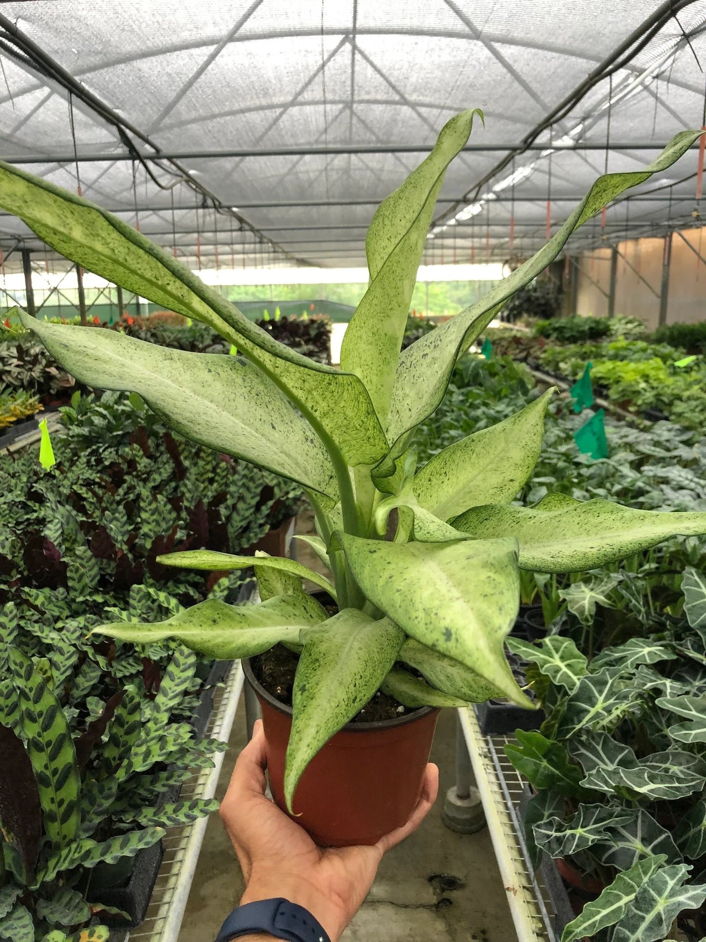Dieffenbachia 'Camouflage' - Dumb Cane