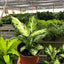 Dieffenbachia 'Amy'