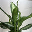 Dieffenbachia Panther