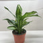 Dieffenbachia Panther