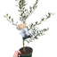 Common Olive Tree (Olea europaea)