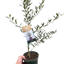 Common Olive Tree (Olea europaea)