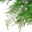 Fern 'Asparagus'