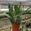Ficus 'Audrey'
