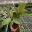 Ficus 'shivereana' (Moonshine)