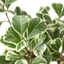 Ficus Elastica 'Triangularis' Variegated