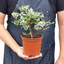 Ficus Elastica 'Triangularis' Variegated