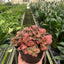 Fittonia 'Red'