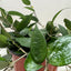 Hoya 'Black Margin'