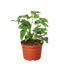 Philodendron Mini Monstera Minima