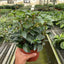 Nematanthus Black Goldfish Plant