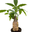 Money Tree 'Guiana Chestnut' Pachira Stump