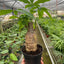 Money Tree 'Guiana Chestnut' Pachira Stump