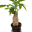 Money Tree 'Guiana Chestnut' Pachira Stump