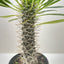 Pachypodium 'lamerei' (Madagascar Palm)