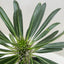 Pachypodium 'lamerei' (Madagascar Palm)