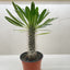 Pachypodium 'lamerei' (Madagascar Palm)