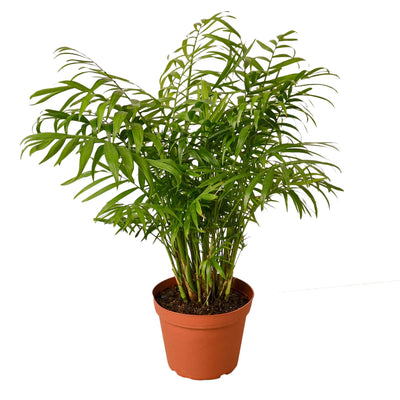 Parlor Palm | Pet-Friendly, Low Light Air Purifier