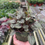 Peperomia 'Picollo Banda'