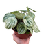 Peperomia 'Watermelon Variegated'