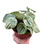 Peperomia 'Watermelon Variegated'