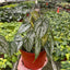 Philodendron 'Brandi'