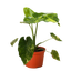 Philodendron Burle Marx Albo