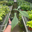 Philodendron 'Joepii'
