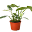 Philodendron Jose Bueno