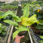 Philodendron 'Orange Marmalade'