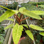 Philodendron 'Painted Lady'
